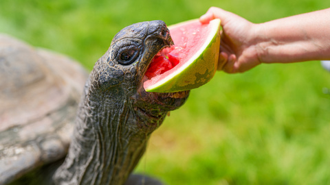  Zoo Praha láká na led, mláďata i podvečerní slevu