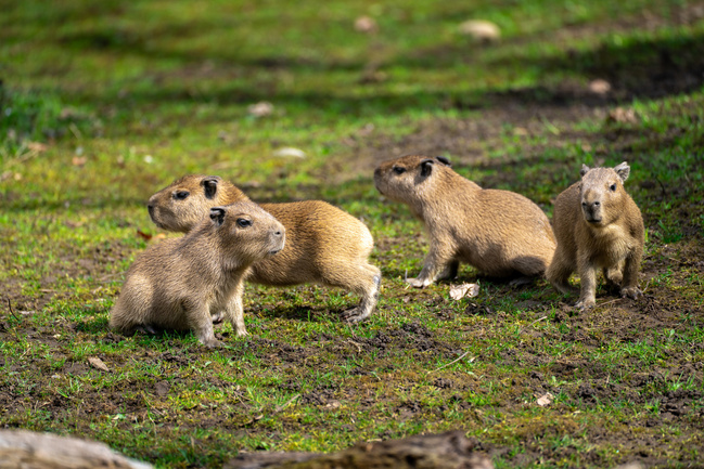  Zoo Praha láká na led, mláďata i podvečerní slevu