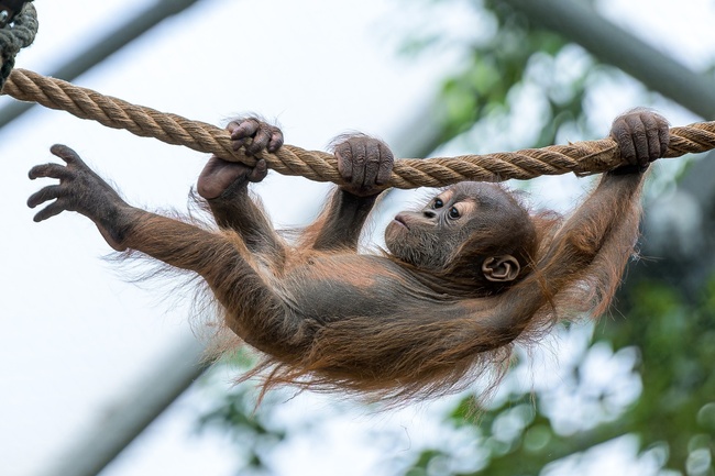  Zoo Praha láká na led, mláďata i podvečerní slevu