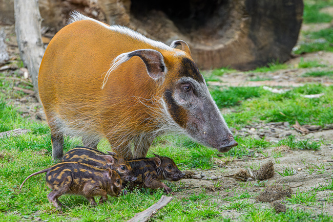  Zoo Praha láká na led, mláďata i podvečerní slevu