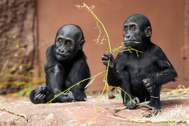  Zoo Praha láká na led, mláďata i podvečerní slevu