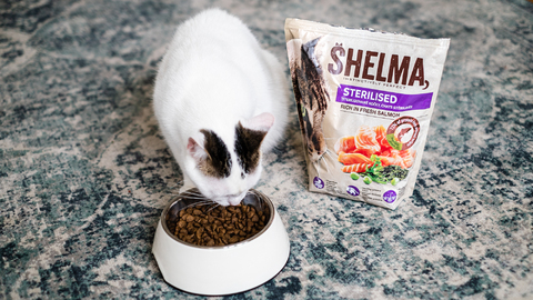 Jak si v zimě dopřát více klidu? Zkuste to s kočkou