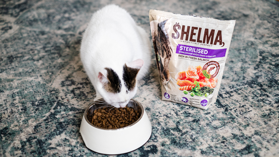 Jak si v zimě dopřát více klidu? Zkuste to s kočkou